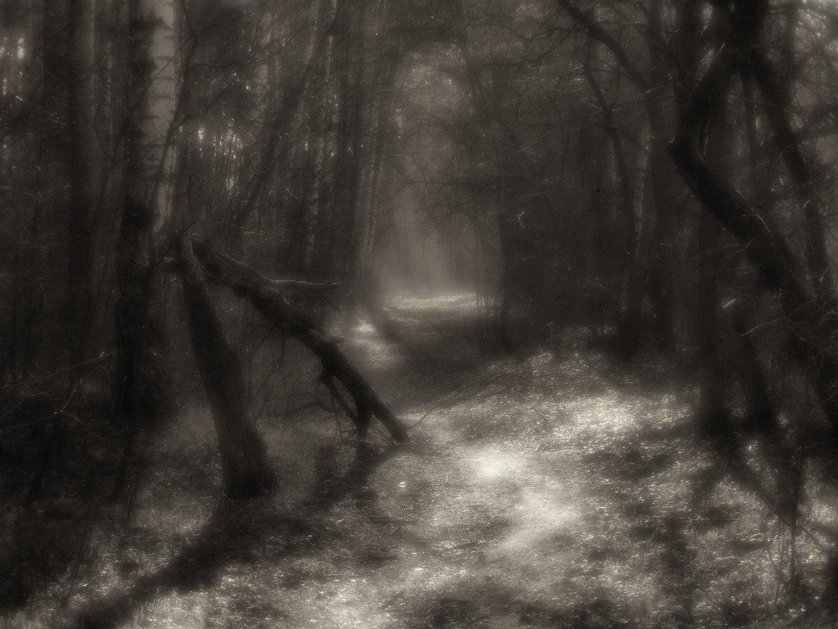 , Владимир Перепечаев