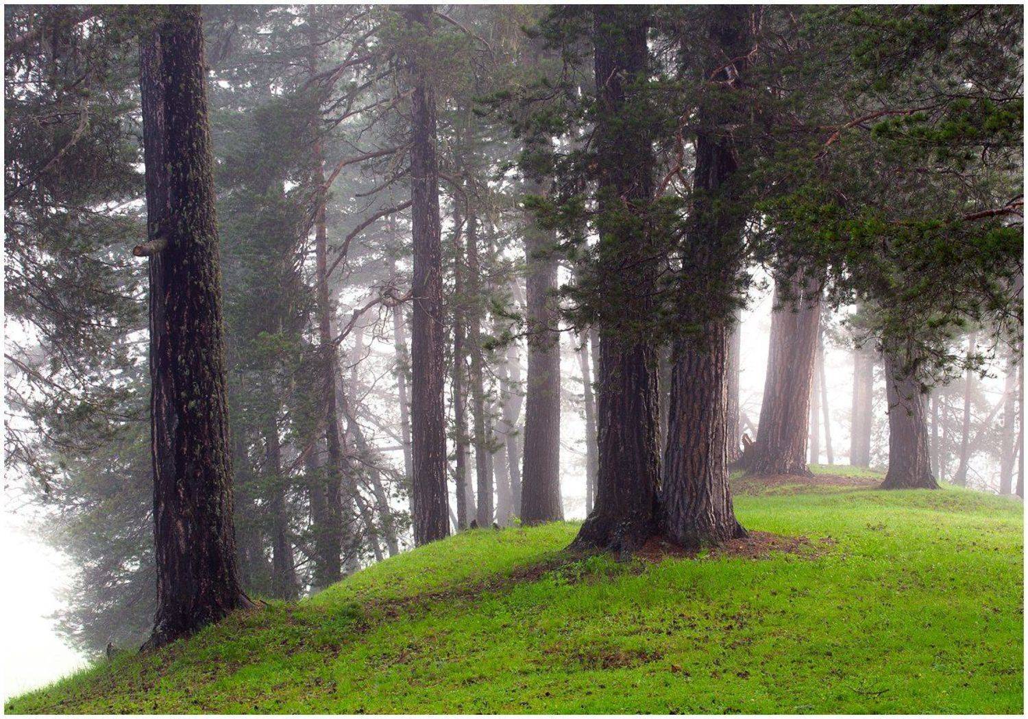 , Семёнов Дмитрий