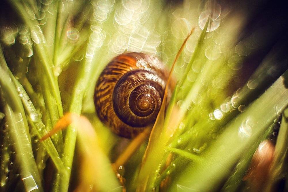 , Елена Галицкая