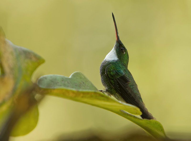 Белогорлый мечтатель фото превью