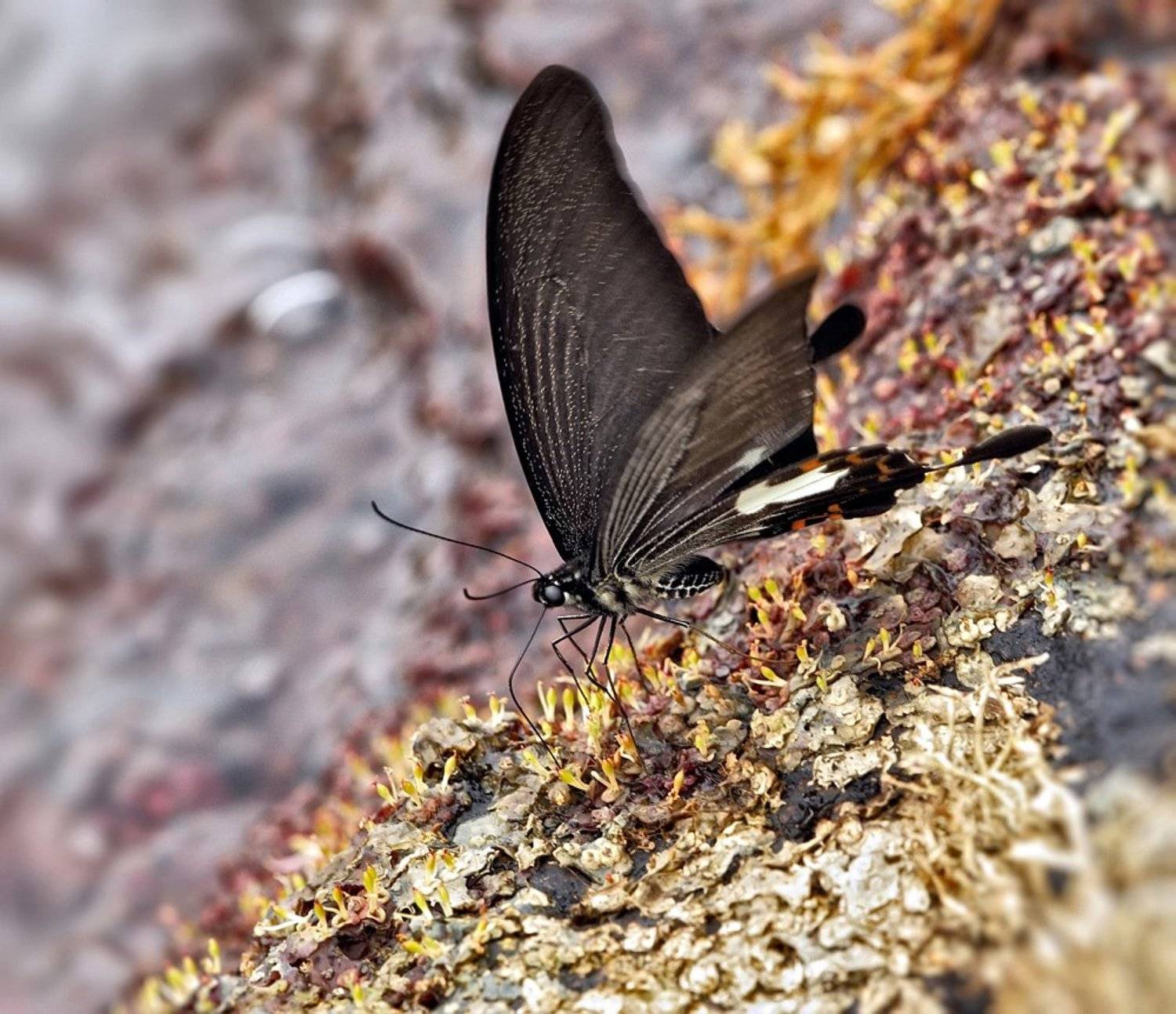 butterfly, close-up, insect, lao, laos, macro, бабочка, лаос, макро, Alexey Gnilenkov