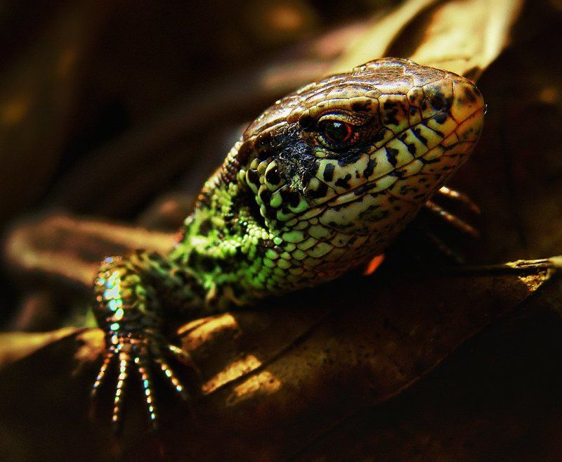 wake,lizard,oscar,zeiss, LIZARD ” OSCAR ” фото превью