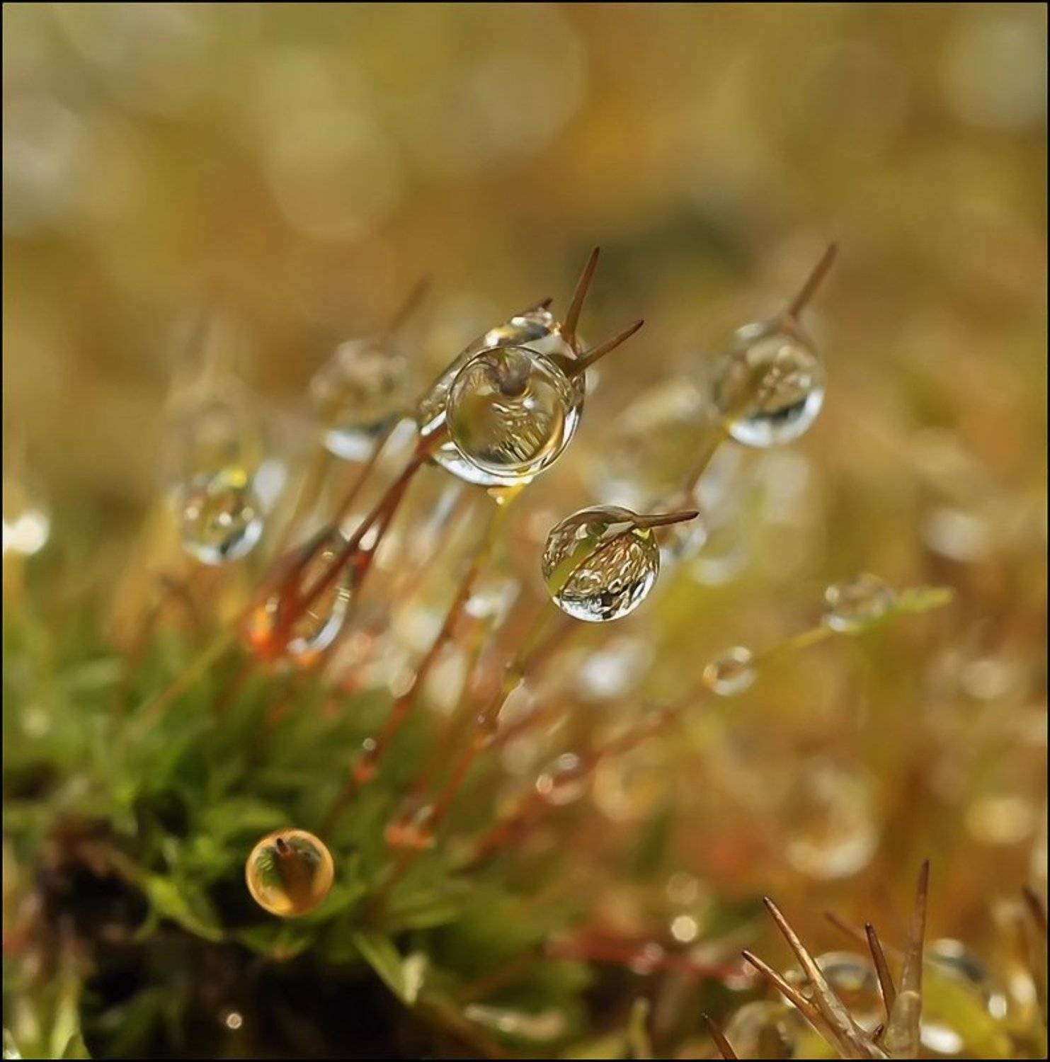 , Андрей Осокин