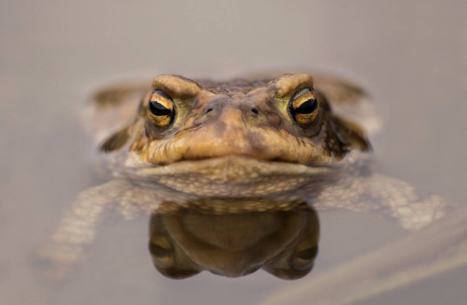 , Ирина Фурашова