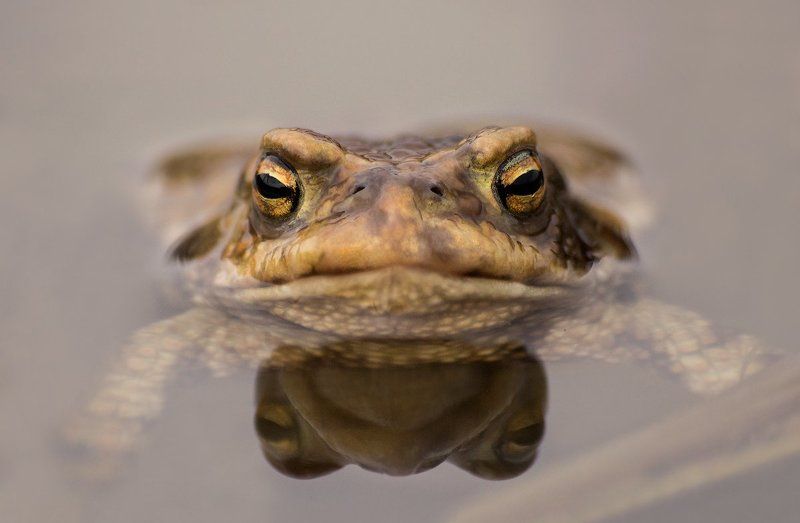 Жаб фото превью