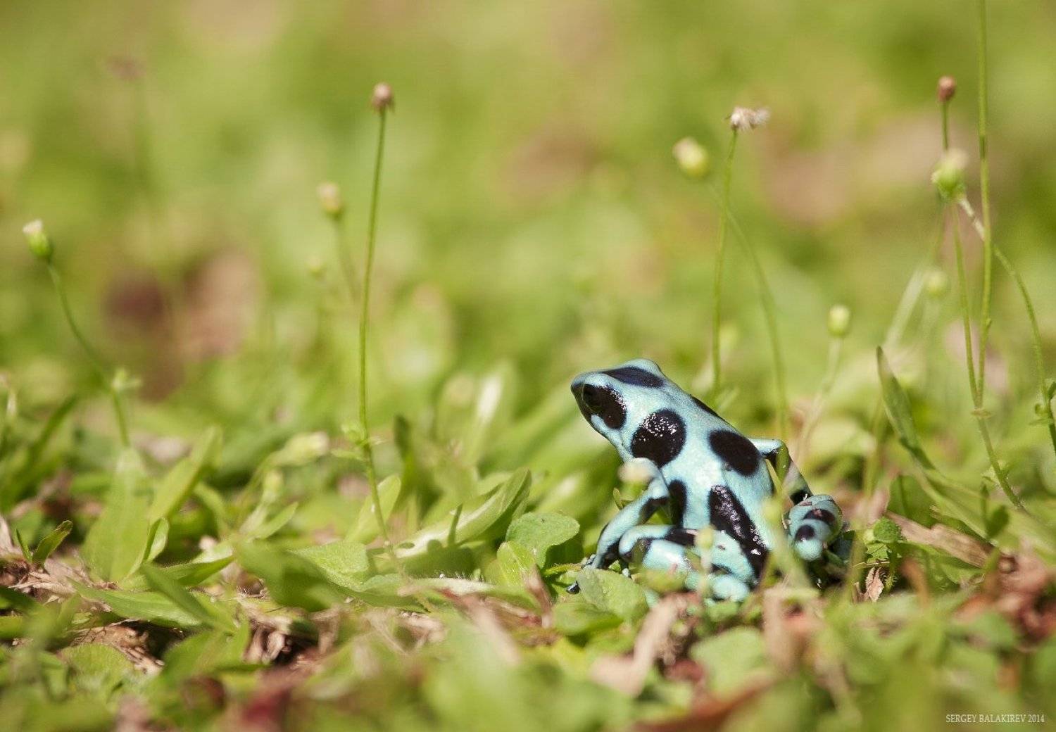 dendrobates auratus, древолаз красящий, Sergey Balakirev