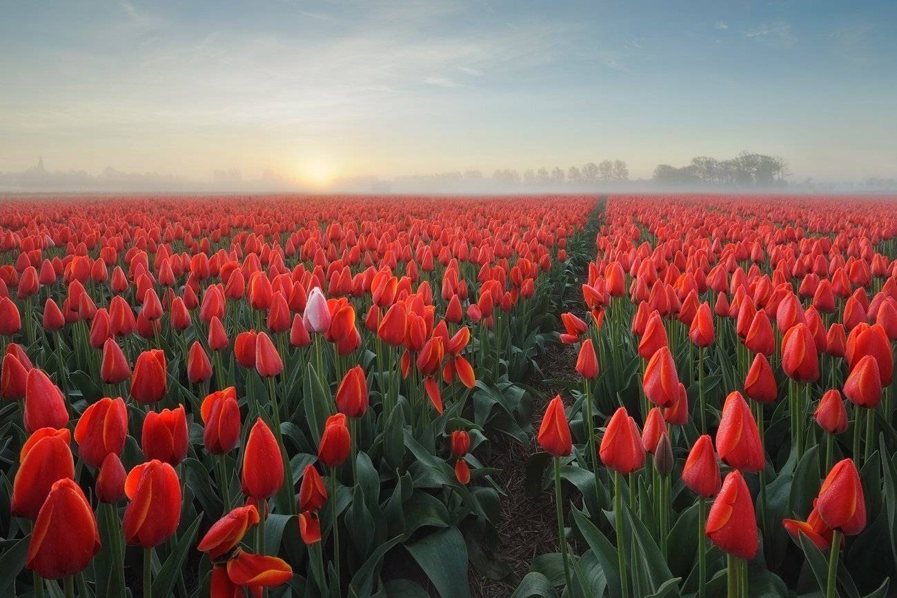 , Pawel Kucharski