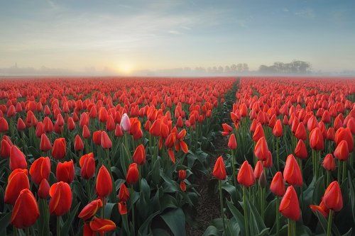 Tulips...