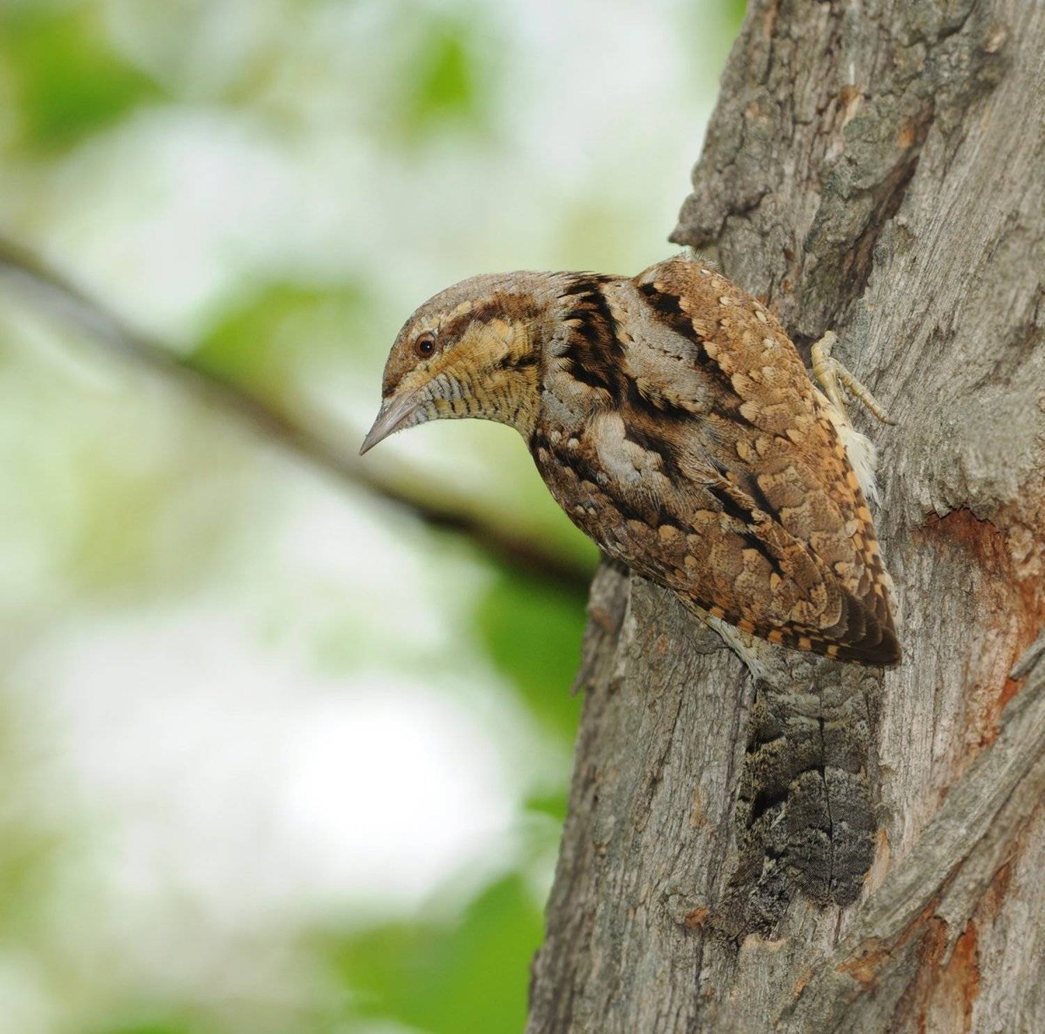 Вертишейка, Птицы, Семейство дятловых, Игорь Олейник