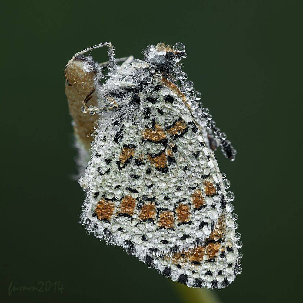 , Игорь ФУММ