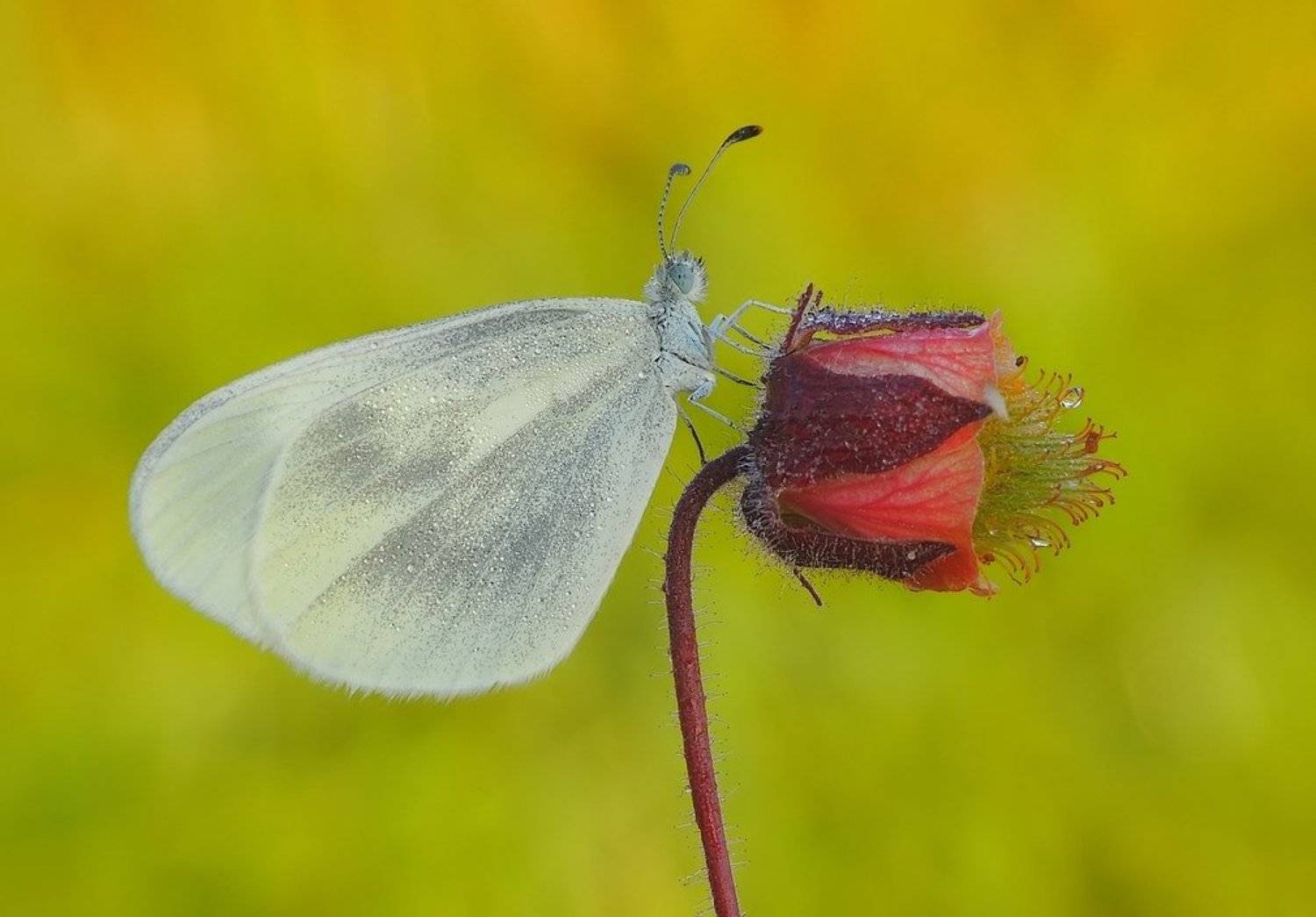 , Zbyszek  Walkiewicz