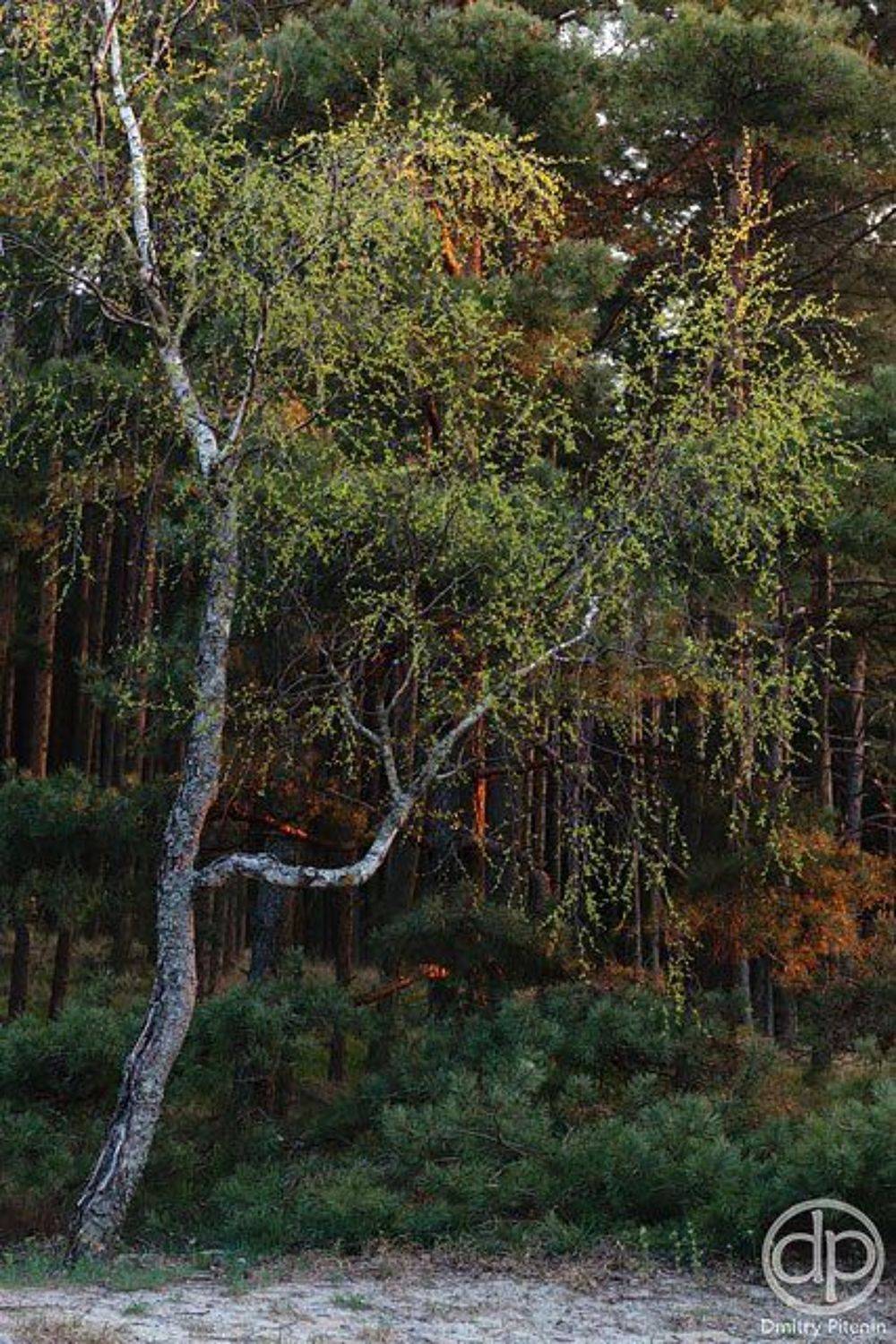 , Питенин Дмитрий