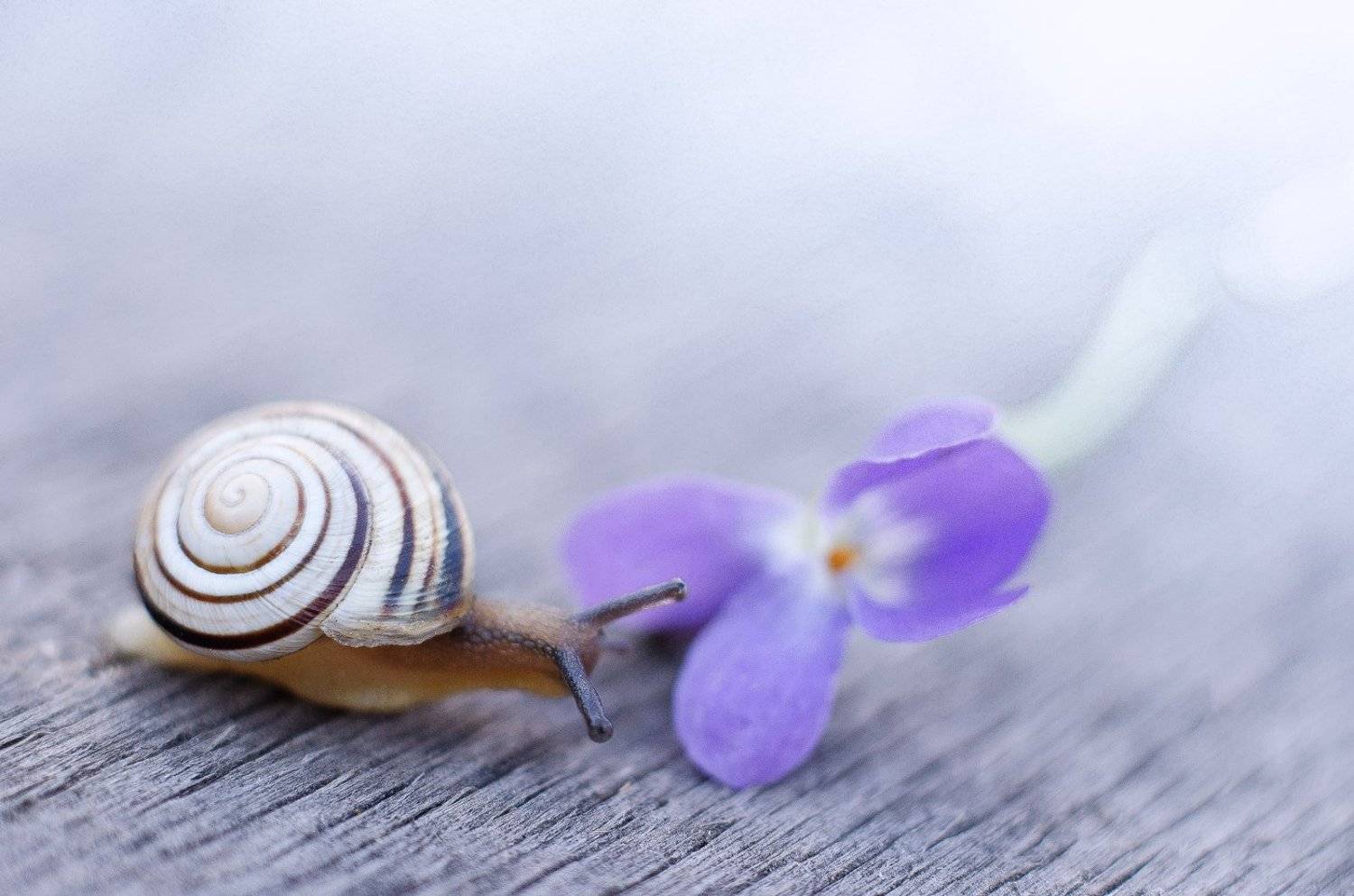 , Ренат Тугушев