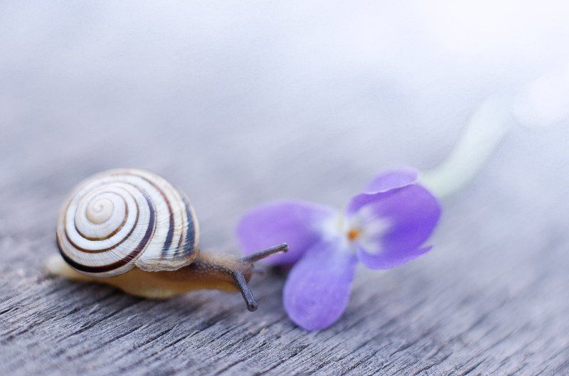 Violet фото превью