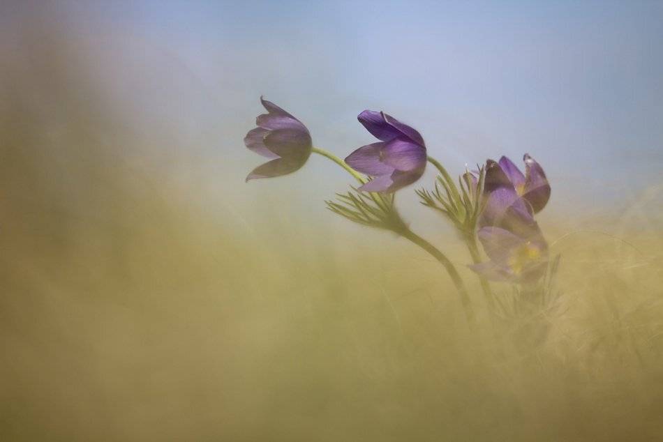 , Иваненко Светлана