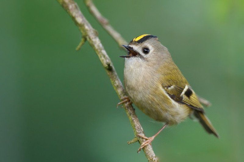 Goldcrest фото превью
