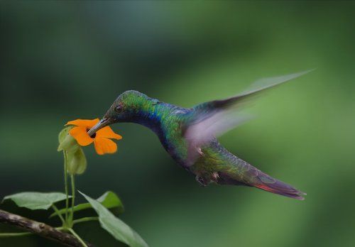 Мед если есть, то его сразу нет!