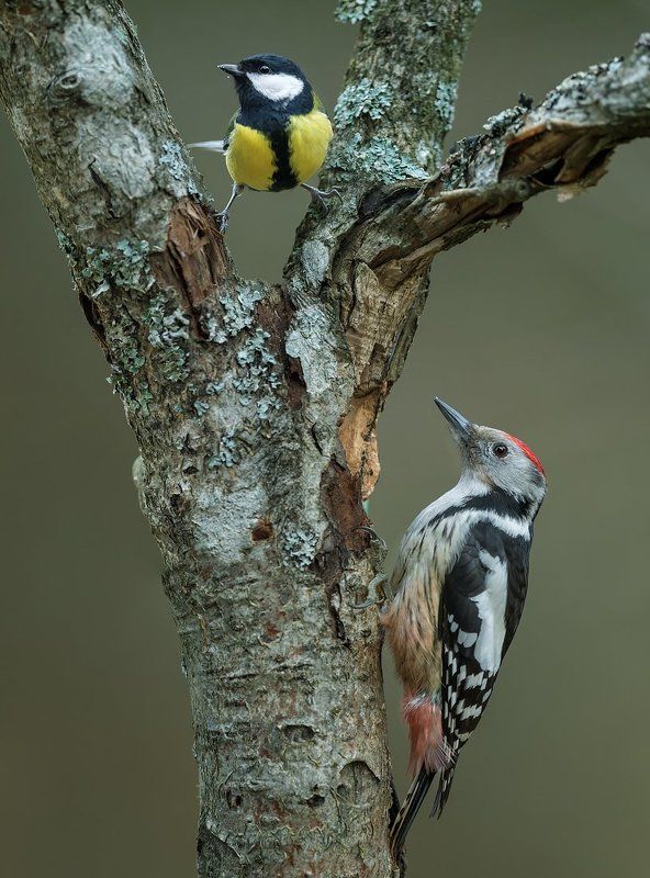 Смотрящий фото превью