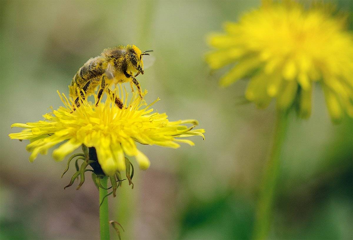 , Таня  Маркова