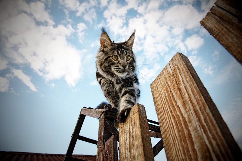 В поиске фото превью