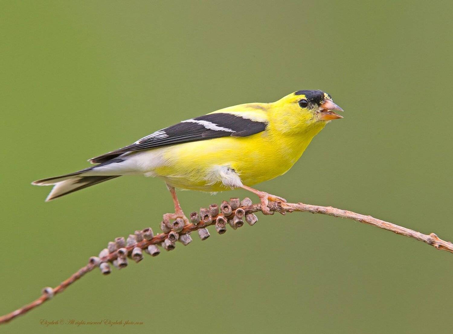 american goldfinch, goldfinch, американский чиж, Elizabeth Etkind