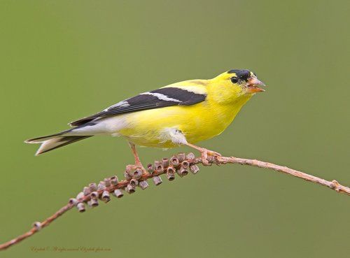 Американский чиж - American Goldfinch