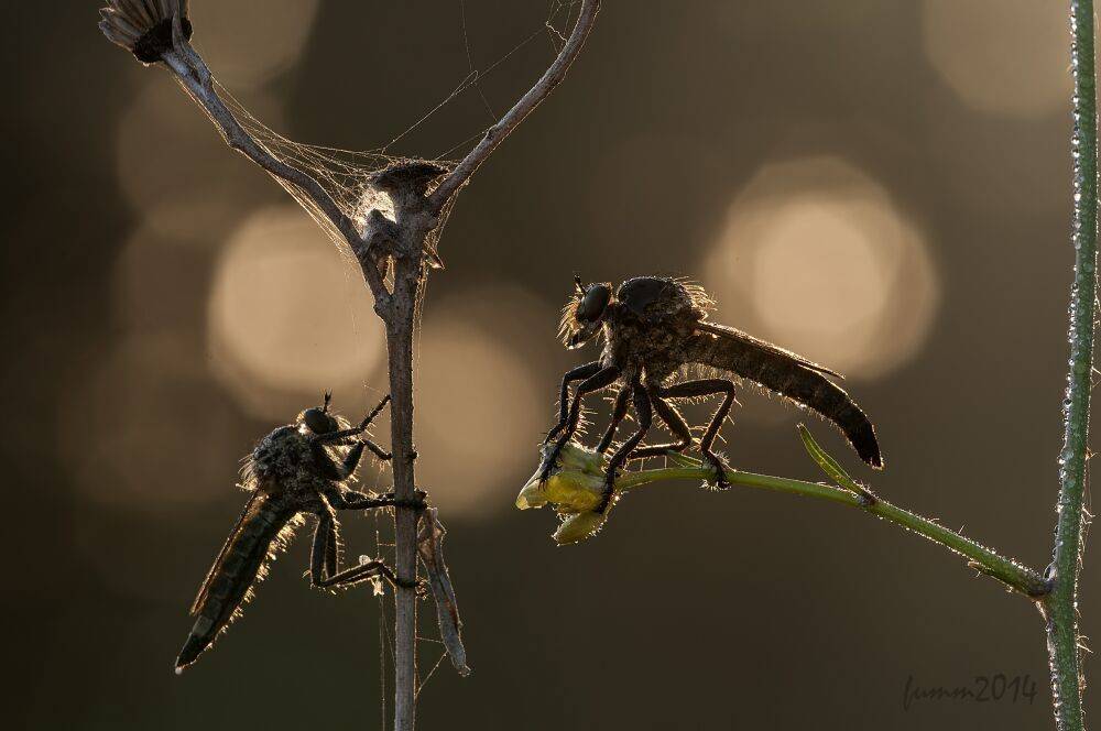 , Игорь ФУММ