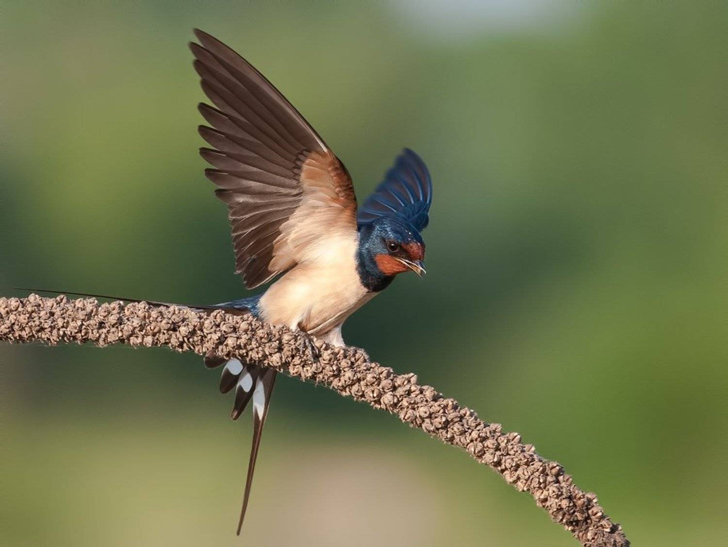 , Петьо Илиев