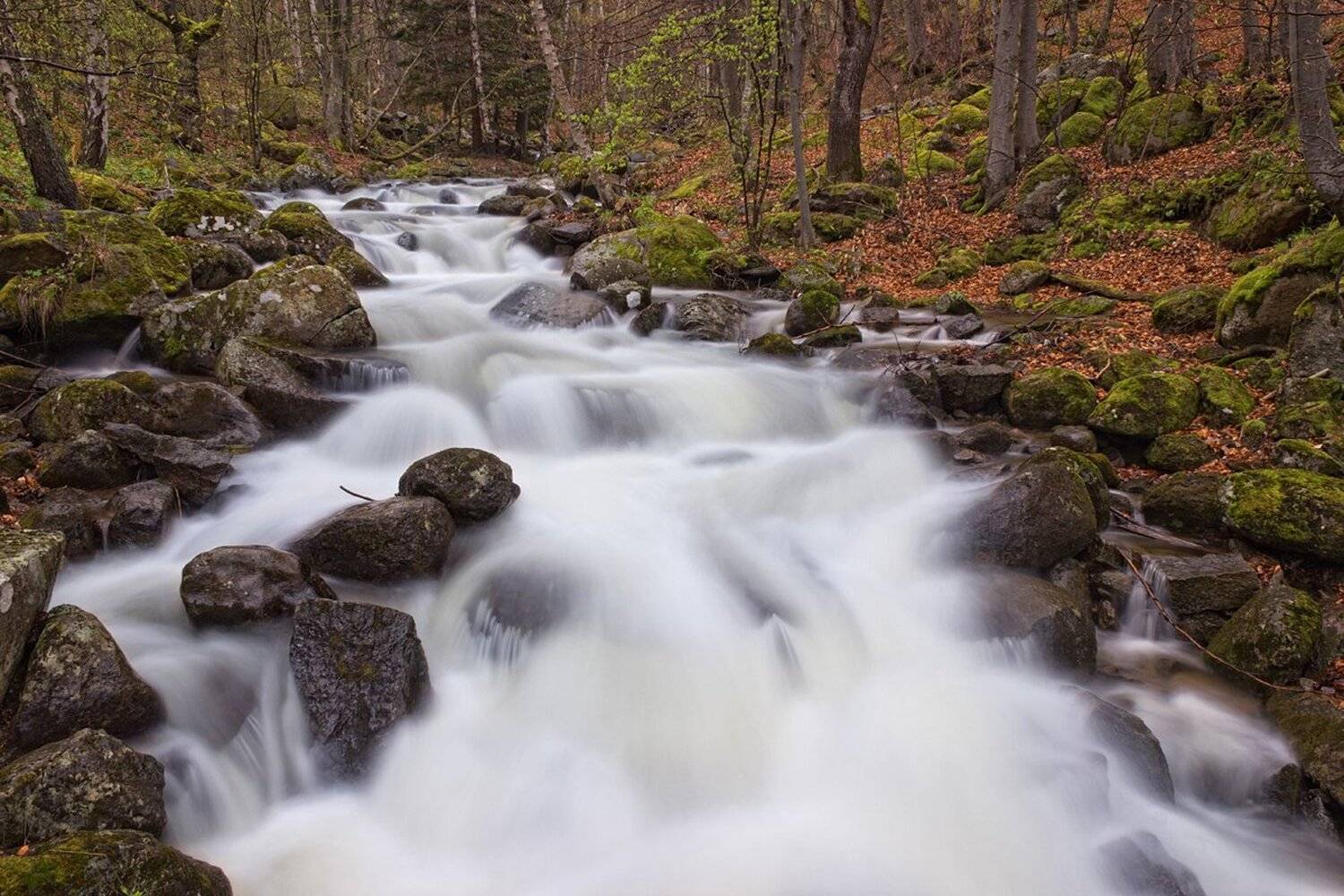 , Ирина Костова