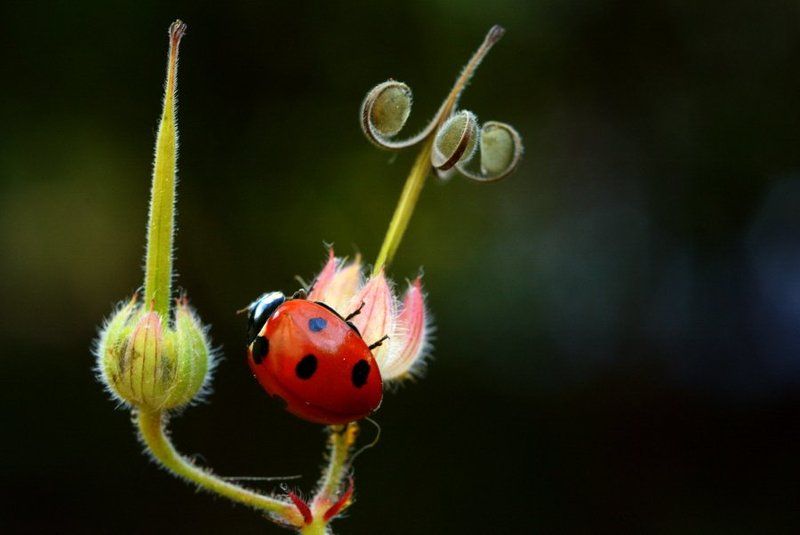 küçük öyküler фото превью