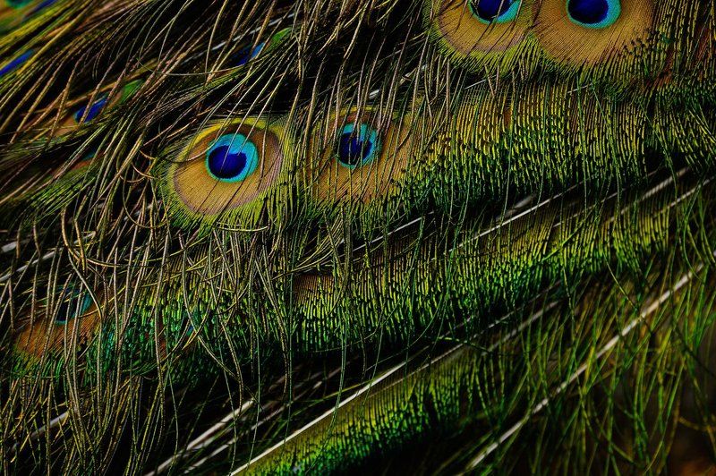 Хвост фото превью