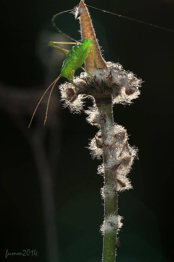 , Игорь ФУММ