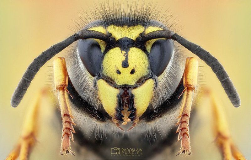 warrior фото превью