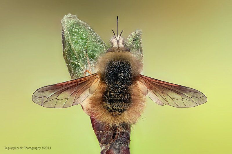 Bee Fly фото превью