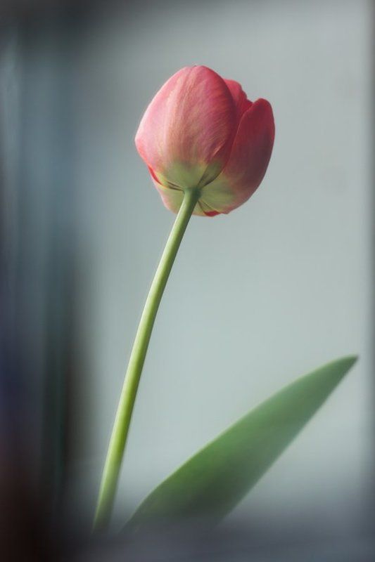 Тюльпан фото превью