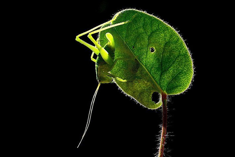 camouflage фото превью