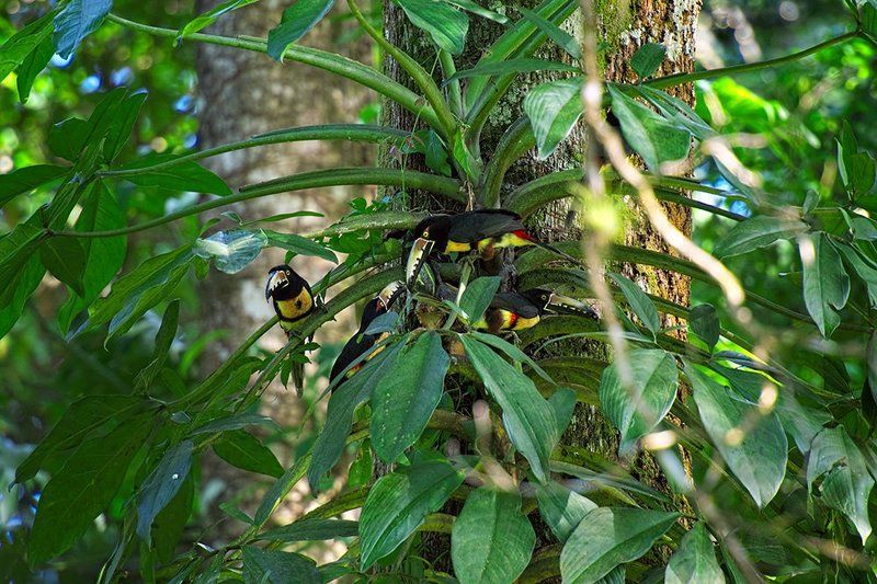 Туканчики Гондураса. фото превью