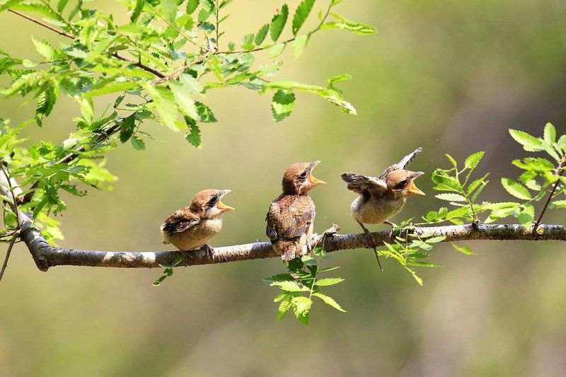 Brooding фото превью