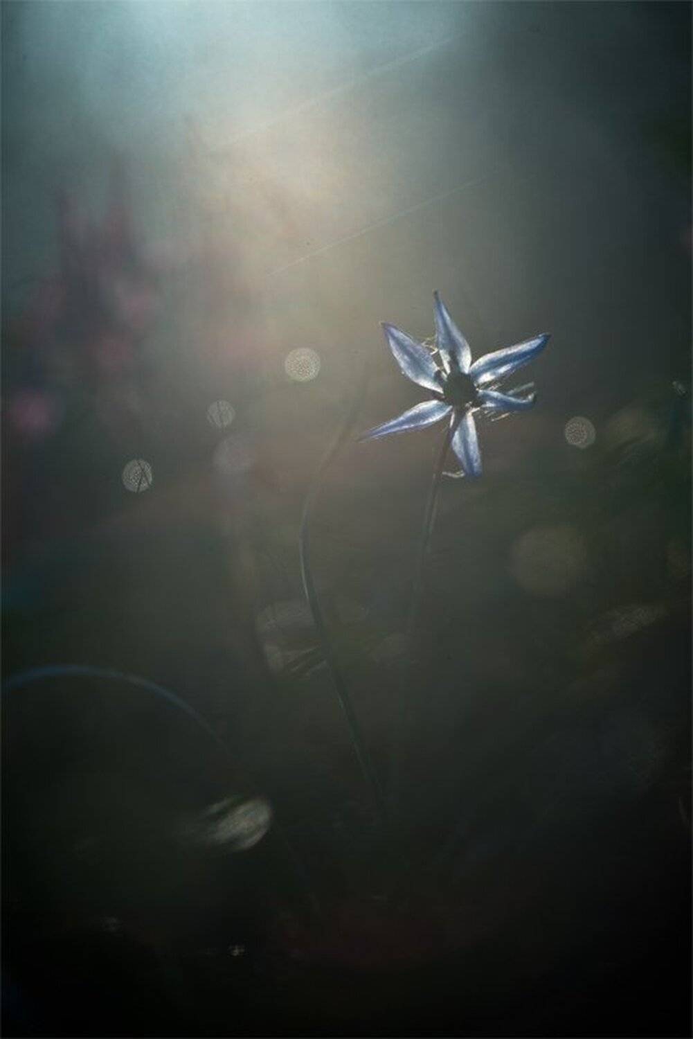 Nikon D 800, Весна, Воронеж, Лучи, Первоцвет, Подснежник, Пролесок, Свет, Геннадий Мещеряков