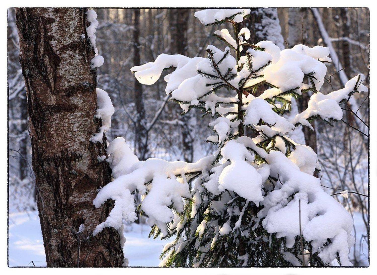 , Семёнов Дмитрий
