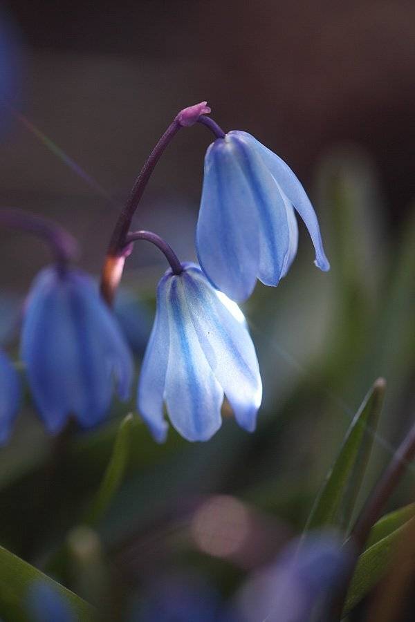 , Сергей Таланов