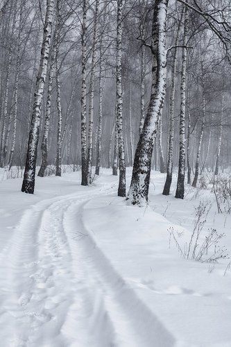 Утро в зимнем лесу