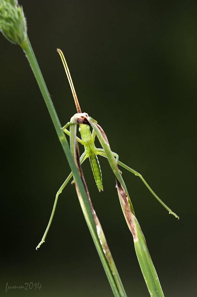 , Игорь ФУММ