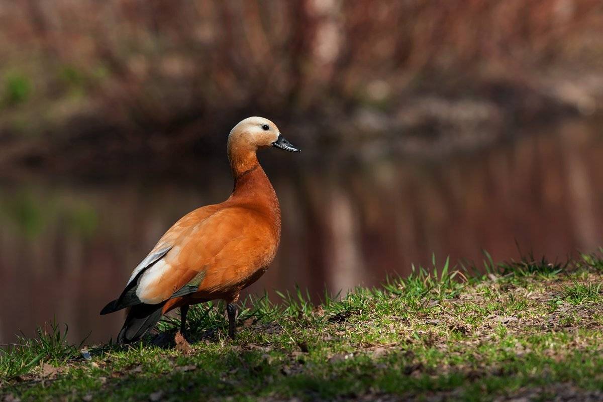 , Валерий Субачев