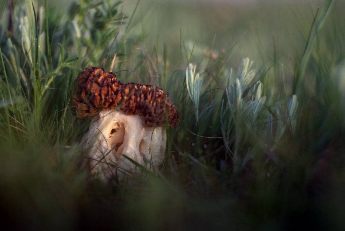 , Петриченко Валерий