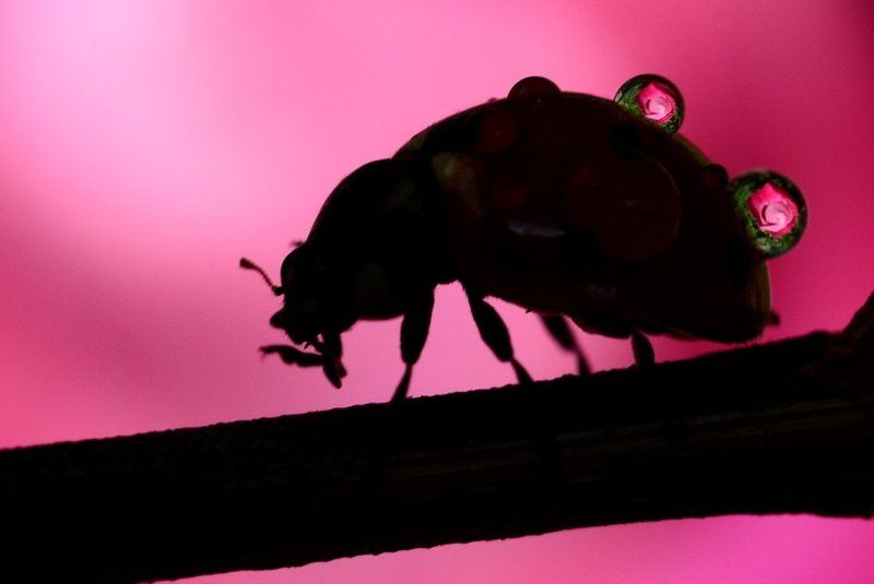 yükümüz : Gül фото превью