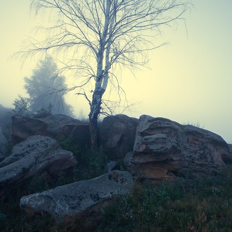 Во поле берёзка стояла фото превью