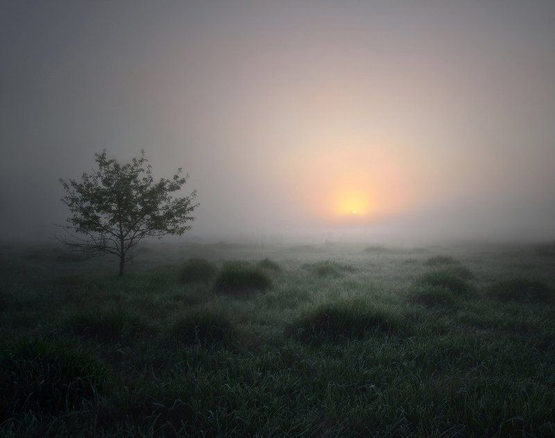 туман, луг, рассвет Кто знает, что скрывает туман? фото превью