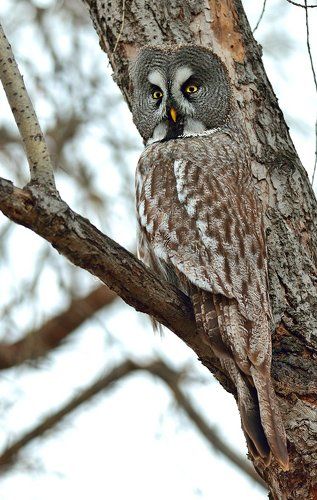 Бородатая неясыть