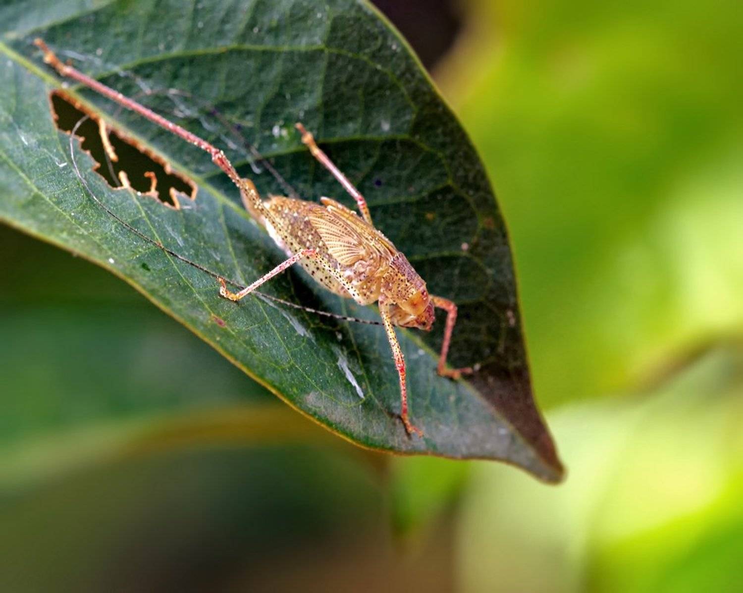 Closeup, Laos, Macro, Лаос, Макро, Alexey Gnilenkov
